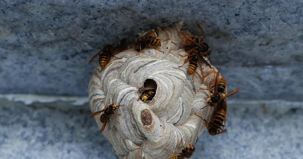 Jak usunąć osy z poddasza - skuteczne metody i bezpieczeństwo