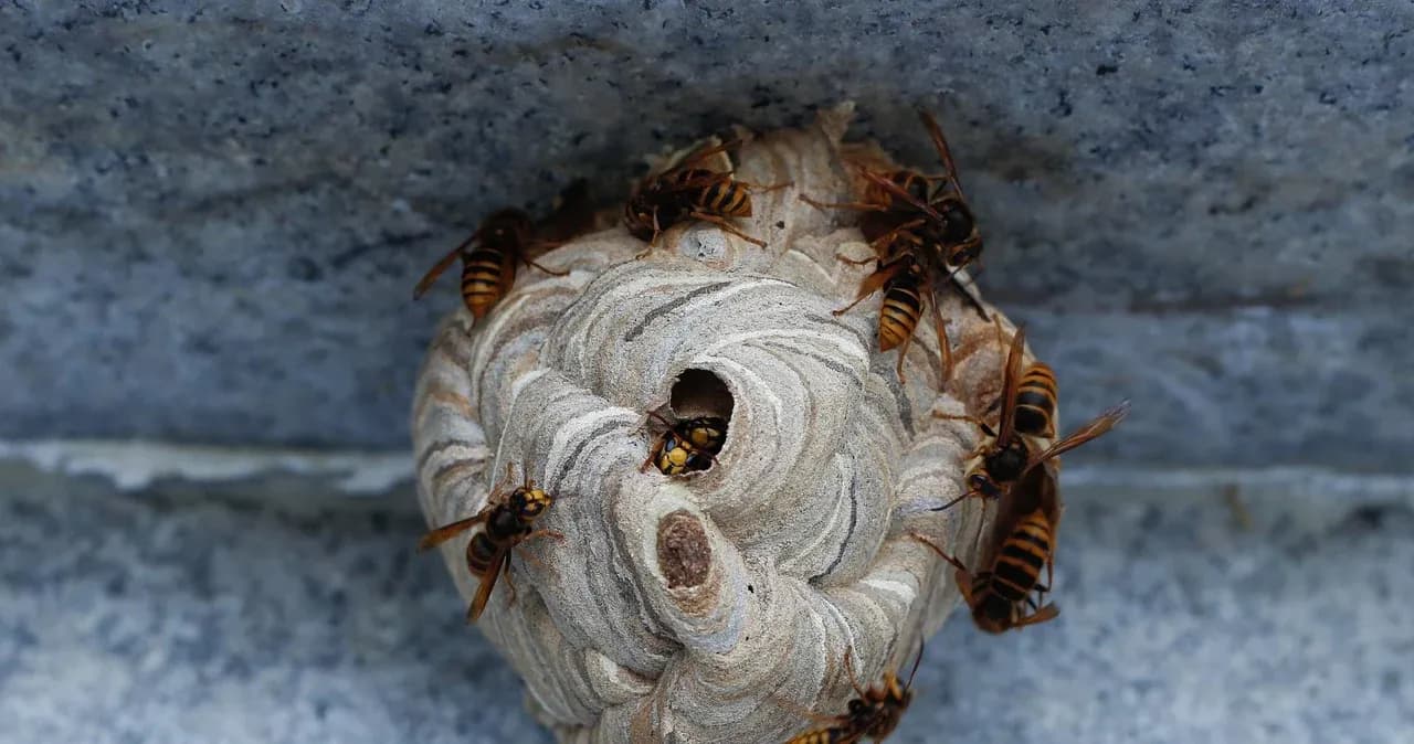 Jak usunąć osy z poddasza - skuteczne metody i bezpieczeństwo